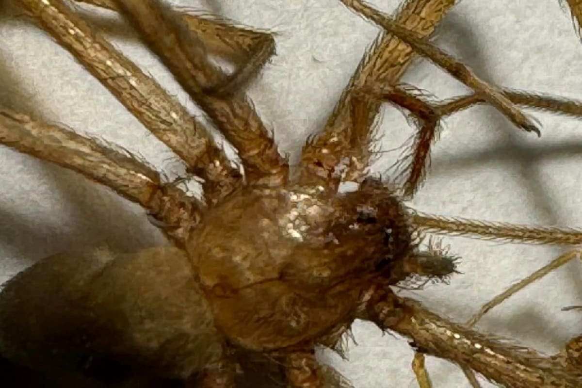 Morso da un ragno violino, 23enne muore in ospedale