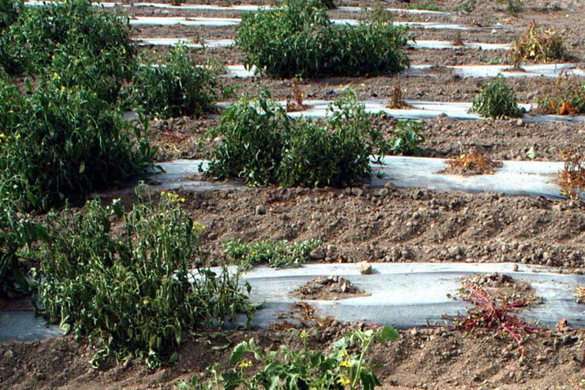 Gli agrumi e l’olio a rischio, l’autunno dell’agricoltura siciliana: “Stagione difficile”