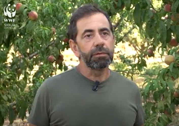 VIDEO | Sicilia e Siccità, da Serradifalco la collaborazione tra il WWF e un giovane agricoltore