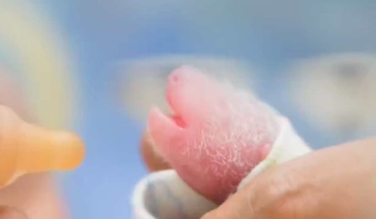 VIDEO | Ad Hong Kong festa per la nascita di due gemellini di panda gigante