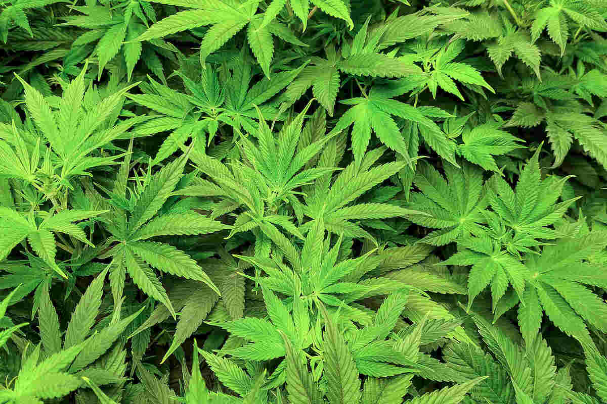Campobello di Mazara, piante di marijuana in casa: denunciato imprenditore