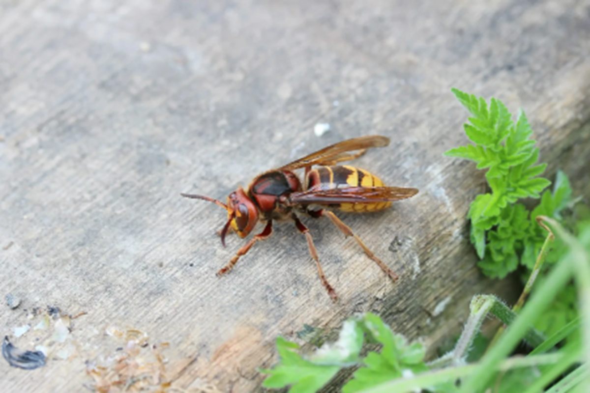 Messina, donna 43enne viene punta da un calabrone: deceduta