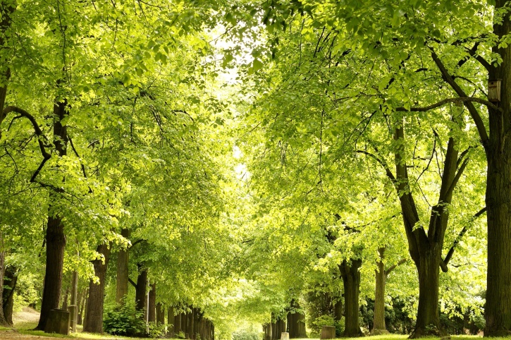 Gli interventi necessari per rendere Catania una città ancora più “verde”