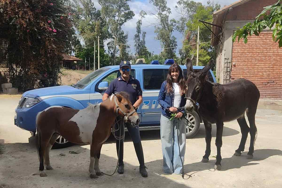 Catania, furto di asina e pony: salvati dalla Polizia prima del macello