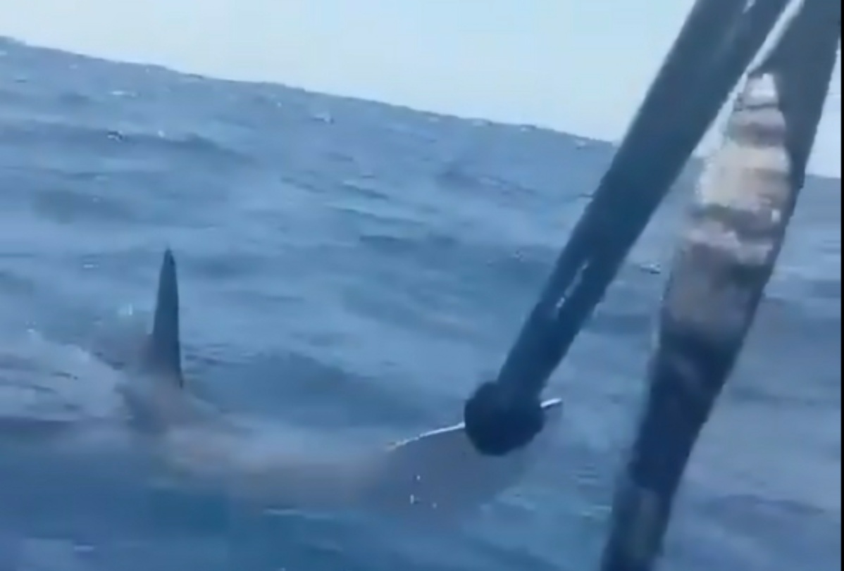 VIDEO | Lo squalo attacca l’uomo sul kayak, lui si difende col remo