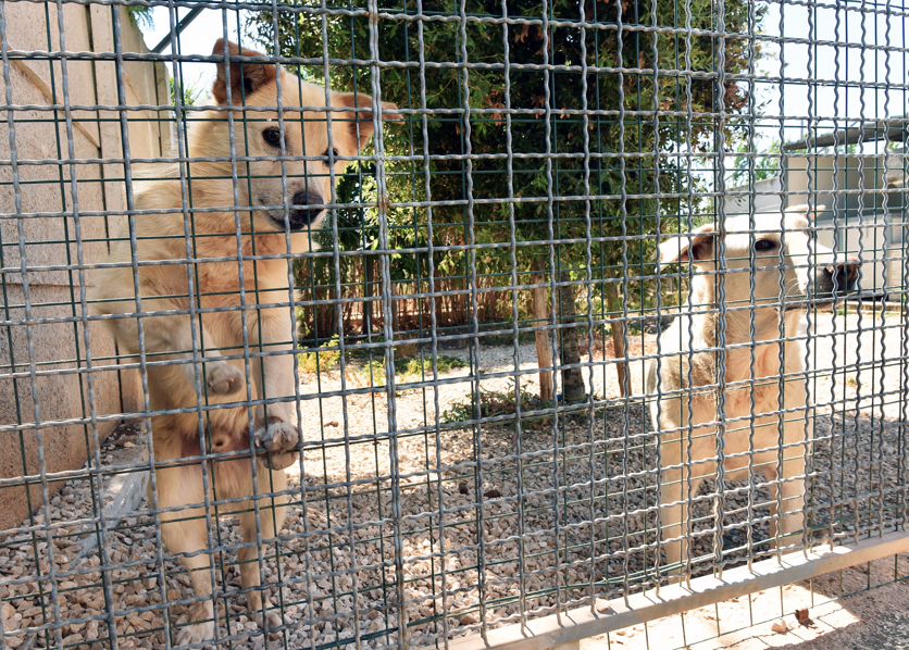 Lotta al randagismo, aiuti dalla Regione. Destinati quattro milioni per i Comuni