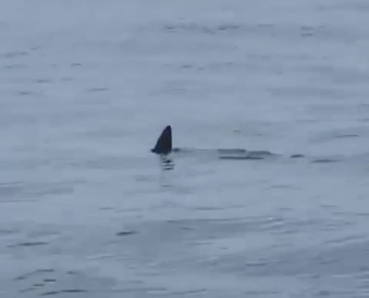 VIDEO | Immersione tra gli squali, donna viene morsa ma continua a nuotare