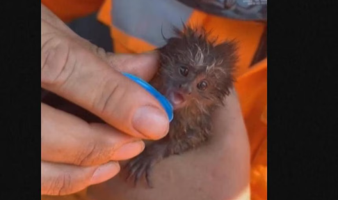 VIDEO | Scimmietta salvata da un’incendio: le tenere immagini fanno il giro dei social