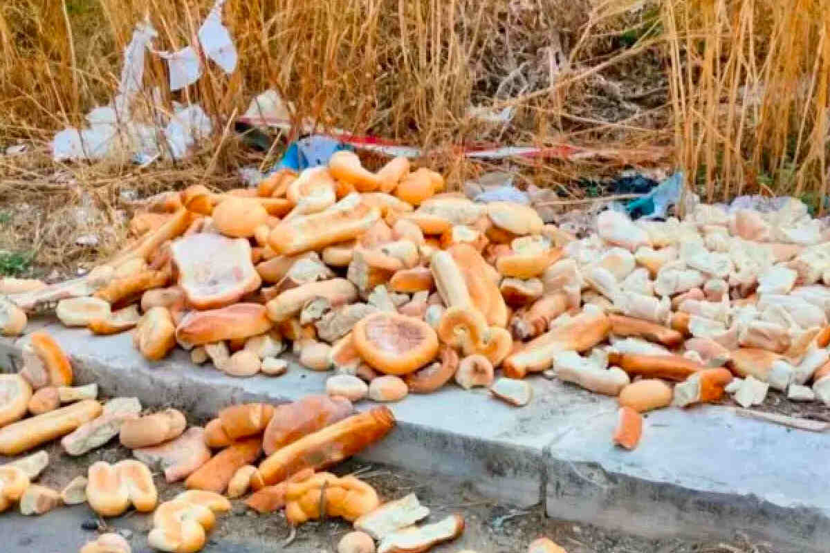 Ragusa, cibo per cani randagi nelle rotatorie: “Un rischio per animali e automobilisti”