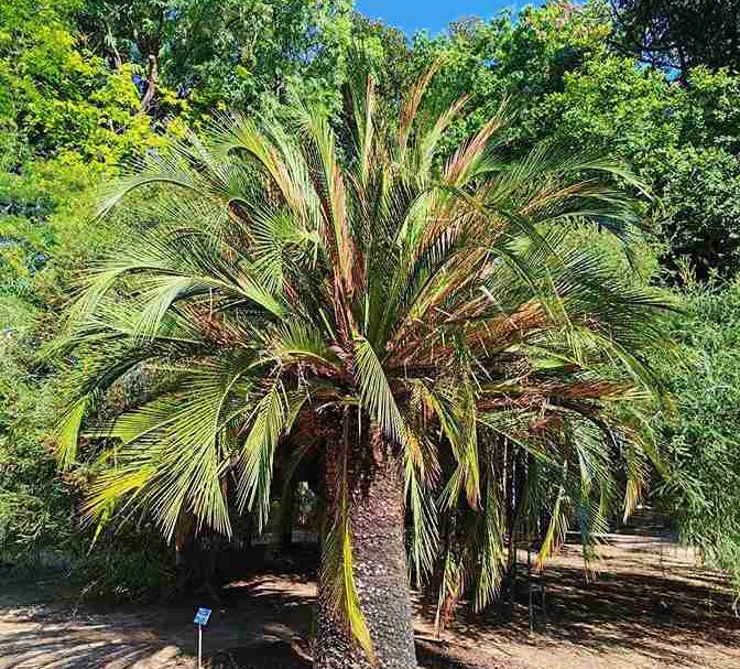 Un riconoscimento internazionale di bellezza e fascino dell’Orto Botanico dell’Università degli Studi di Palermo