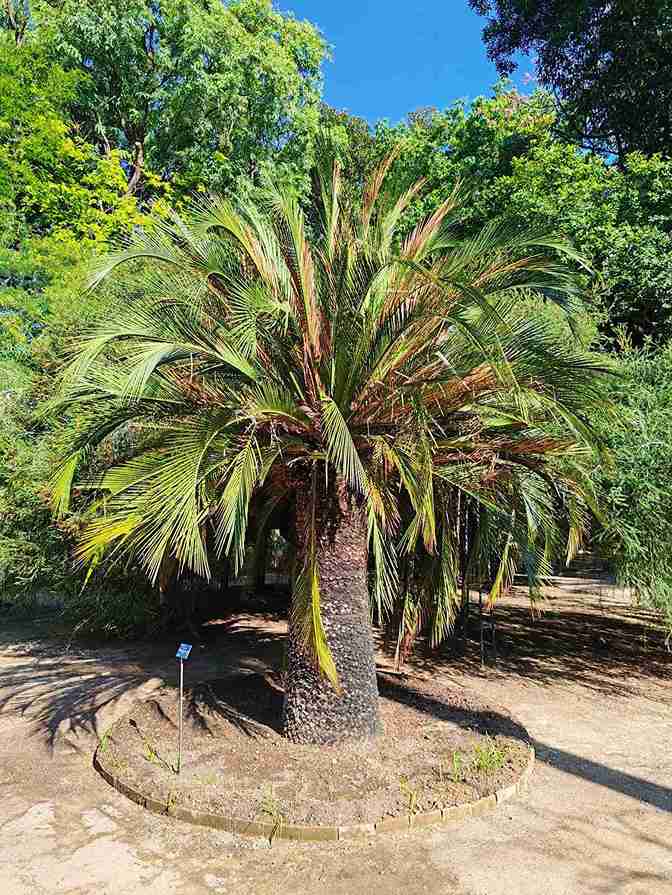 Un riconoscimento internazionale di bellezza e fascino dell’Orto Botanico dell’Università degli Studi di Palermo