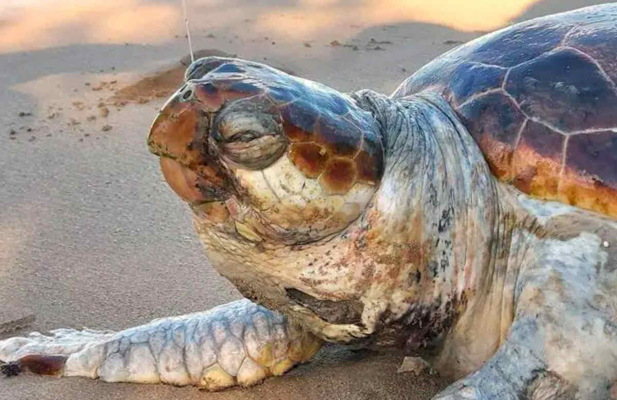Cinisi, tartaruga ritrovata morta sulla spiaggia: “Ignoranza e superficialità devastano i nostri mari”