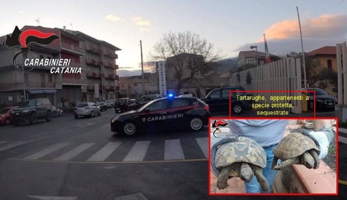 Droga e tartarughe di specie protetta, 45enne arrestato nel Catanese dopo i controlli
