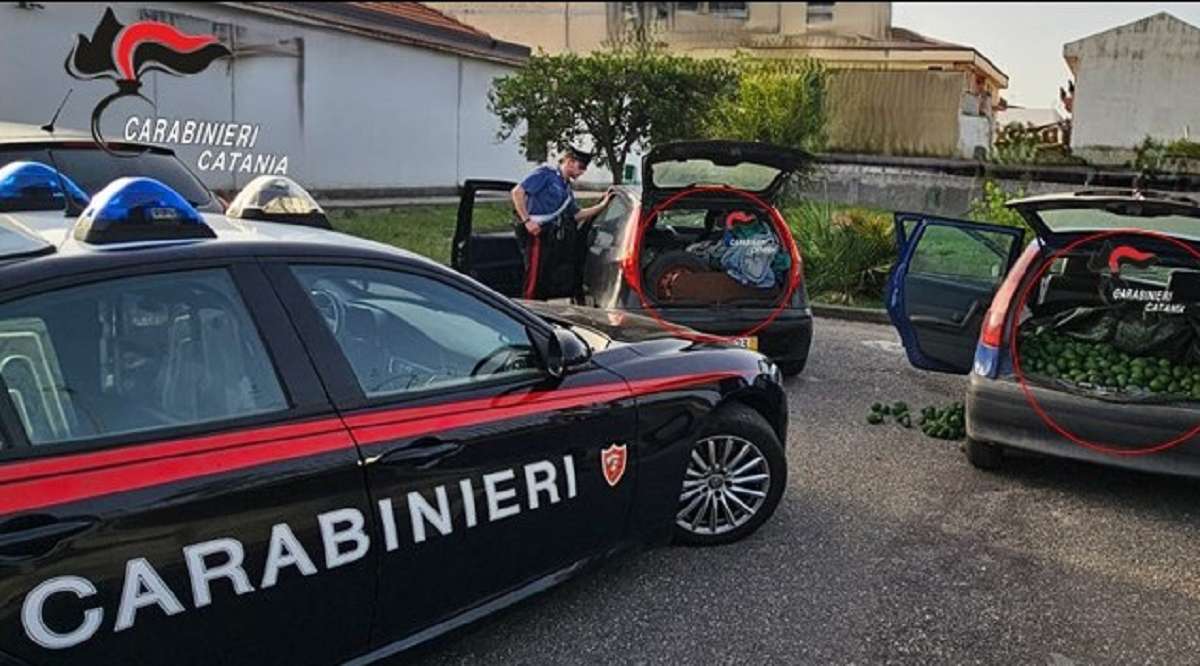 Fiumefreddo di Sicilia, 700 chili di avocado rubati nelle auto: 4 denunciati