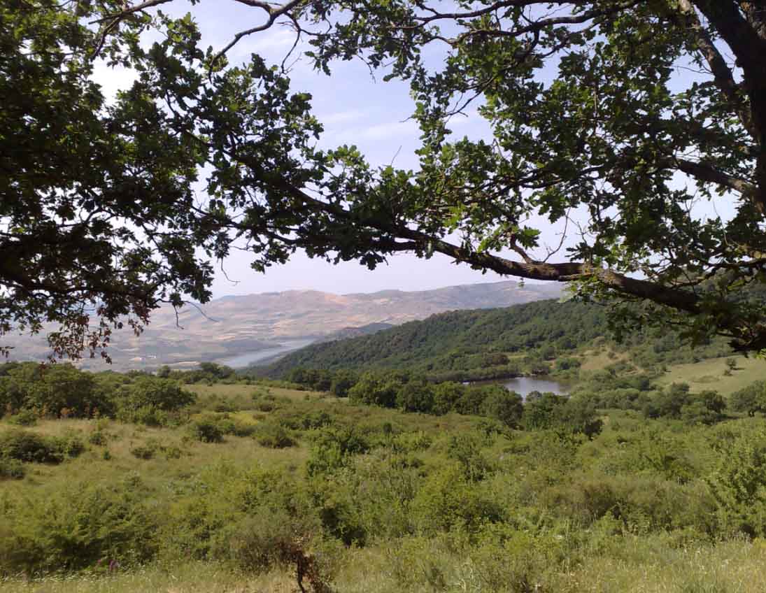 Piani di gestione del patrimonio forestale, solo un progetto ammesso a finanziamento