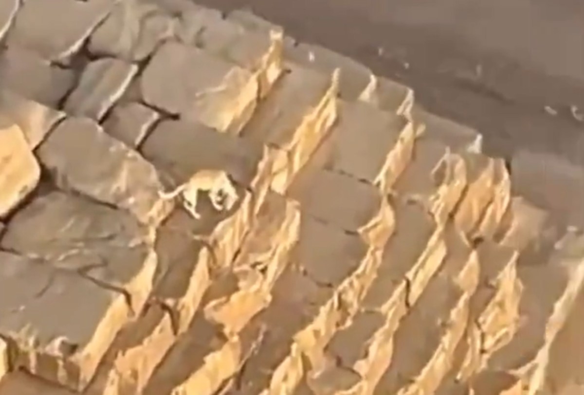 VIDEO | Paracadutista vede un cane in cima alla Piramide di Cheope: il filmato virale