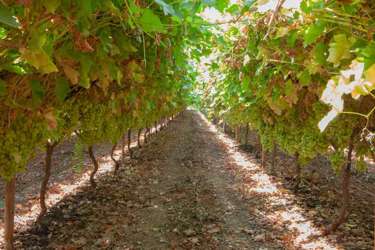 Fiera dell’uva da tavola 2024, domani alle 12:00 l’inaugurazione