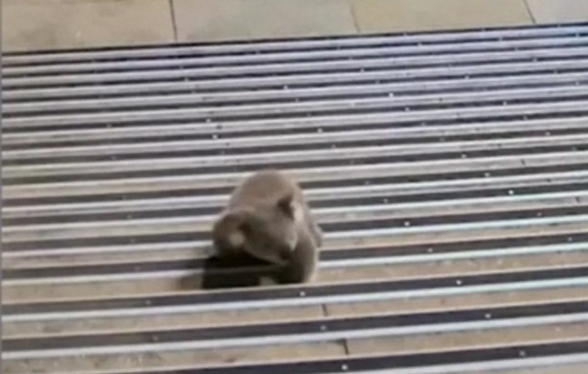 VIDEO | Koala smarrito si aggira nella stazione ferroviaria: l’episodio a Sydney