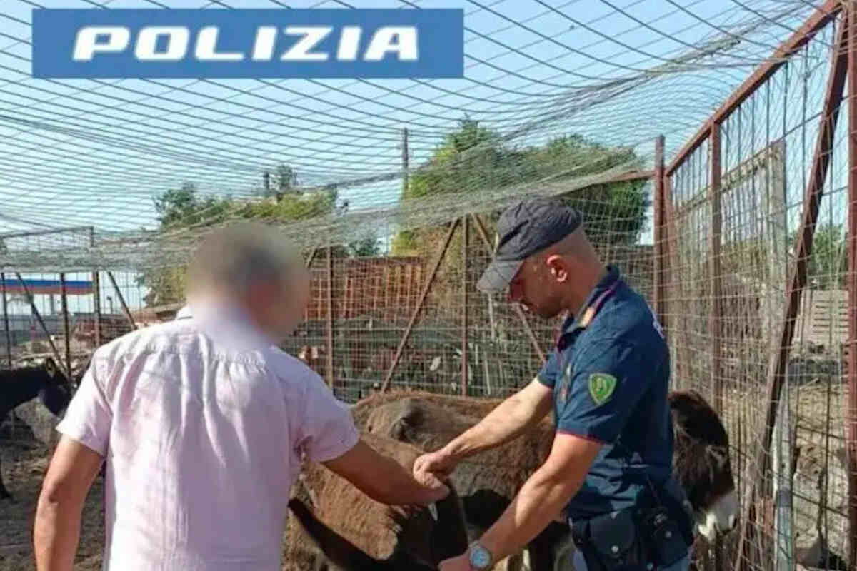 Asini in pista all’aeroporto di Catania, scoperto allevamento abusivo