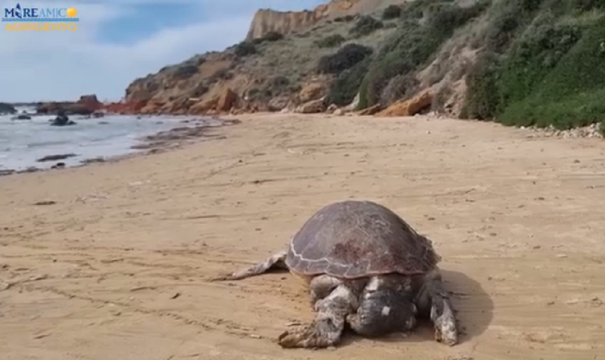 Scala dei Turchi, trovato morto in spiaggia esemplare di tartaruga Caretta caretta