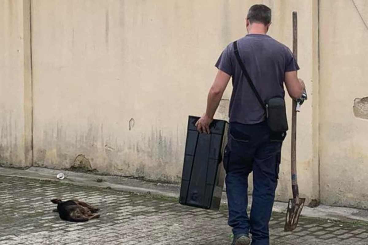 Trapani, un cane gettato dal balcone: secchio e zappa per liberarsene, ma arriva la denuncia