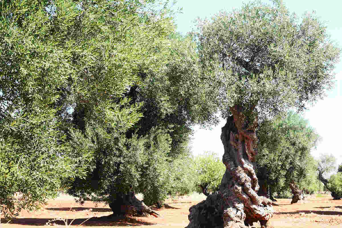 Festa dell’albero, la Regione siciliana dona 5300 alberi di olivo alle scuole siciliane