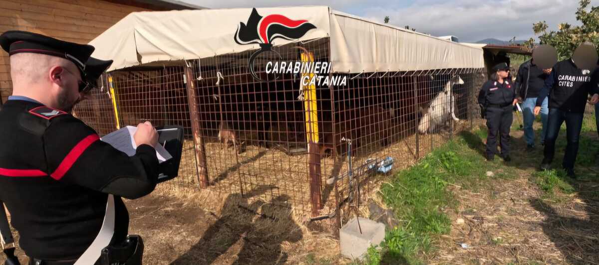 Animali ricettati, rifiuti, abusi edilizi e lavoro nero: denuncia e sanzioni a Bronte
