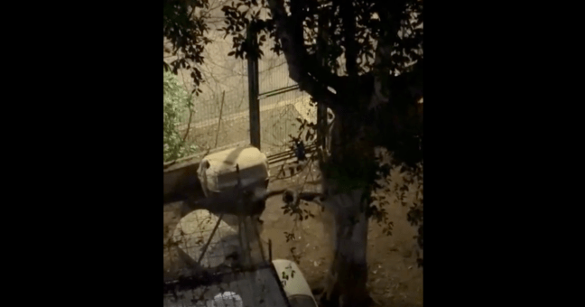 Terrore al canile di Palermo: cane aggredito e ucciso da altri animali, il video gira sui social