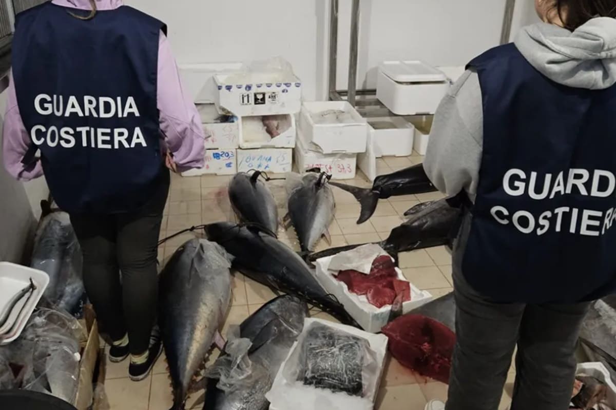 Pesce non tracciato, ristoranti sporchi e autorizzazioni assenti: sequestri a raffica nel Trapanese