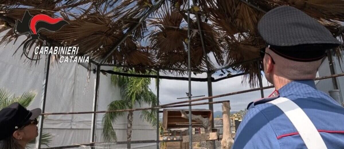 Animali ricettati, rifiuti, abusi edilizi e lavoro nero: denuncia e sanzioni a Bronte