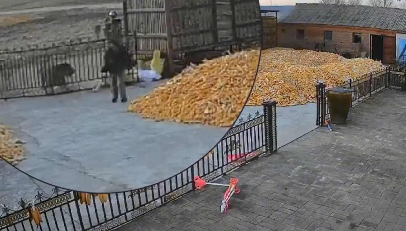 VIDEO | Tigre siberiana attacca una fattoria e sfonda il cancello: uomo riesce a fuggire