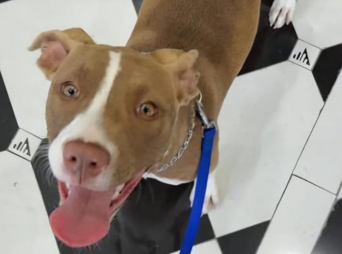 Palermo, cane morto in una rissa al canile: la denuncia