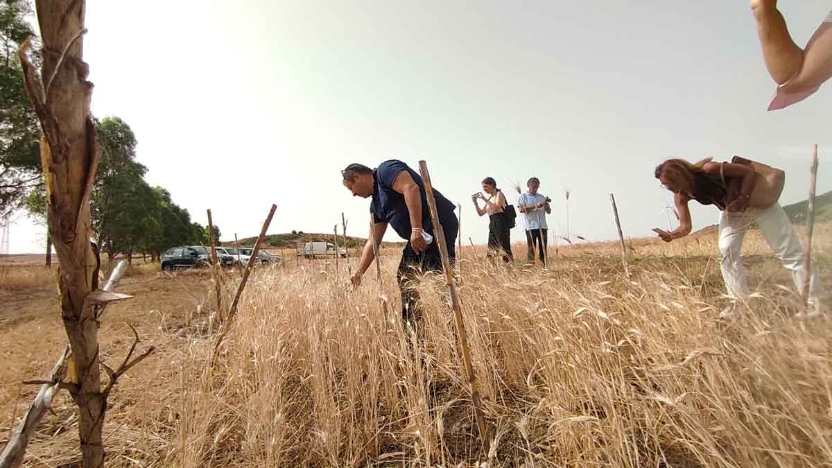 Crisi grano in Sicilia, Coldiretti organizza sit-in: cosa chiedono Cia e Confagricoltura?