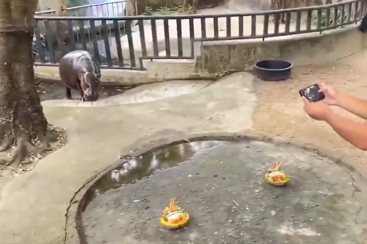 VIDEO | USA 2024, l’ippopotamo “veggente” prevede la vittoria di Trump alle elezioni