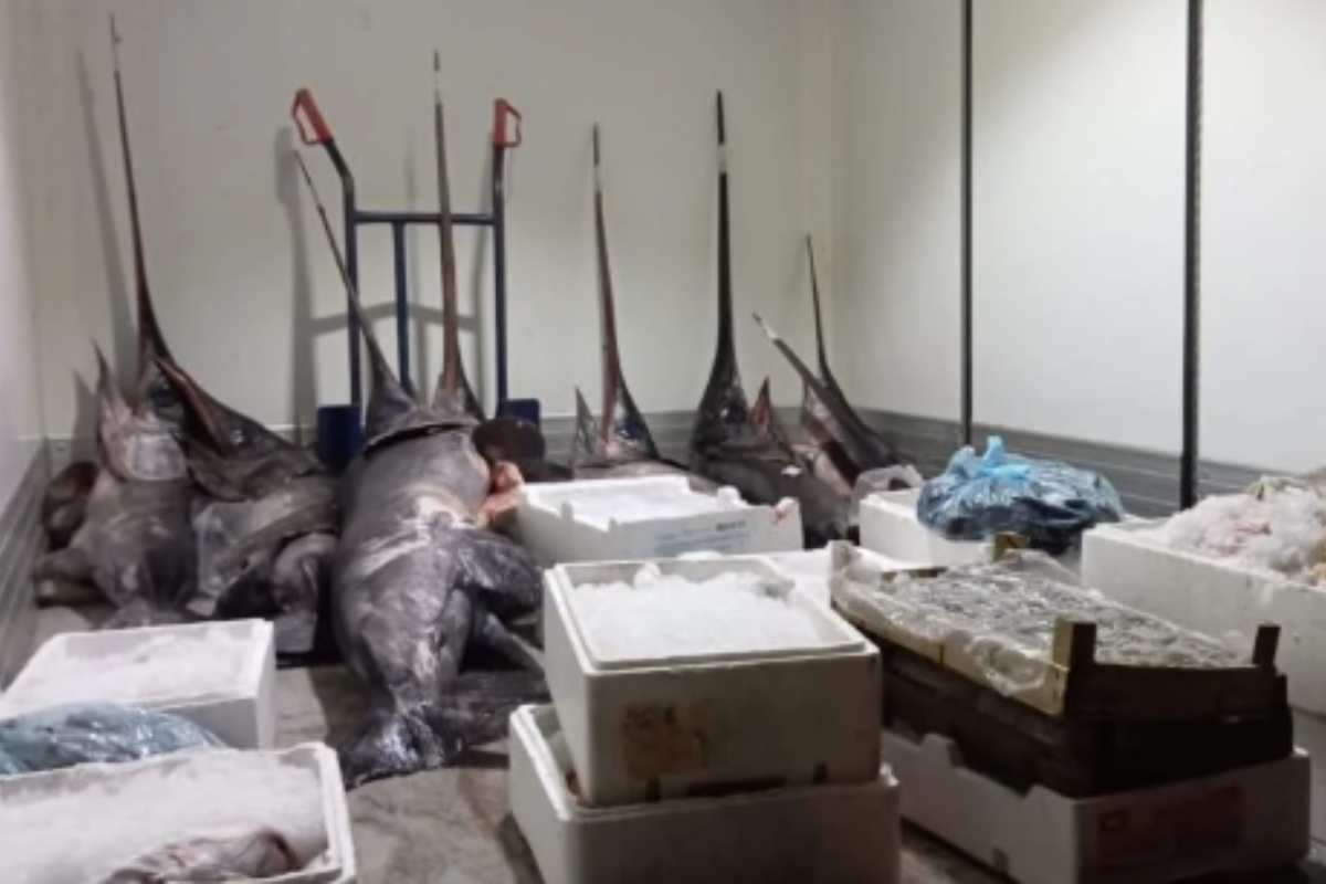 Palermo, circa 400 kg di pesce non tracciato: sequestro a Brancaccio