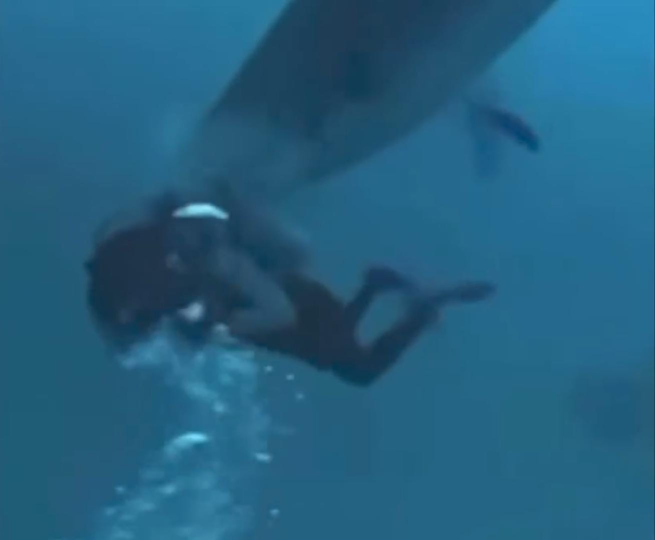 Video | Shock in acqua, sub morso alla testa da uno squalo tigre