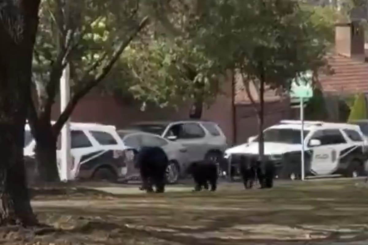 VIDEO | Famiglia in orsi in giro per la città, “scortata” dalla polizia