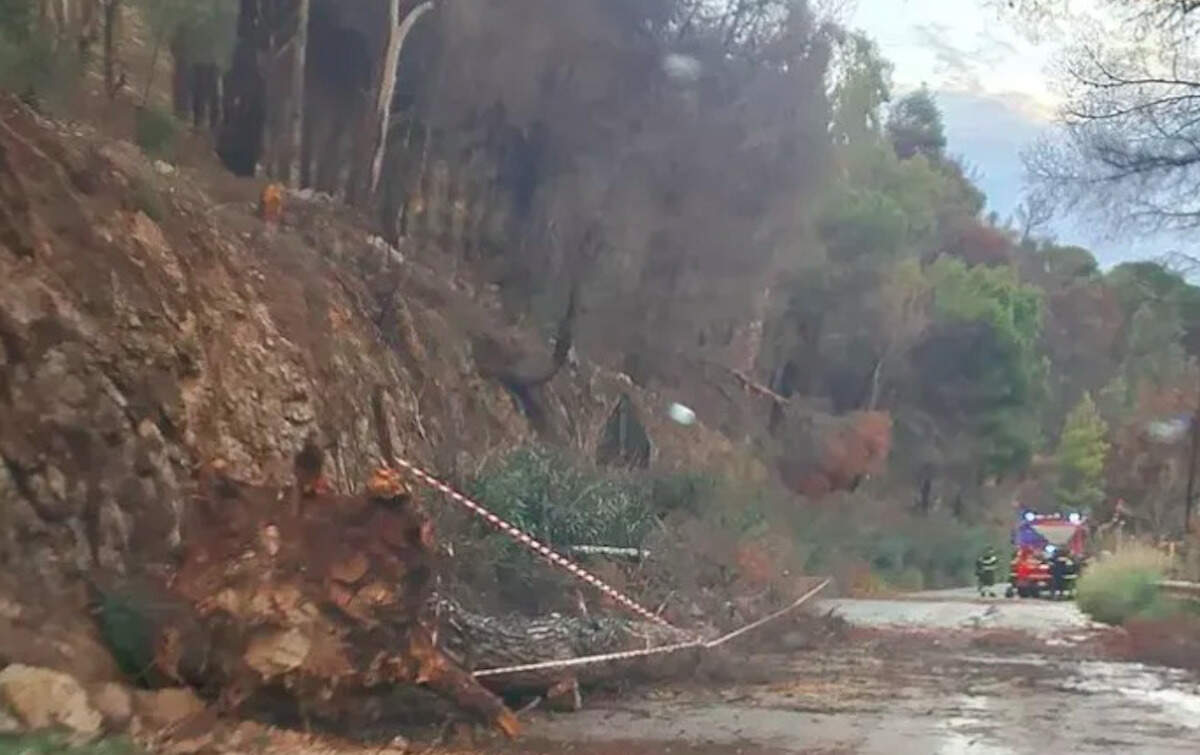Maltempo in Sicilia, frane e alberi caduti nel palermitano Maltempo in Sicilia, frane e alberi caduti nel palermitano