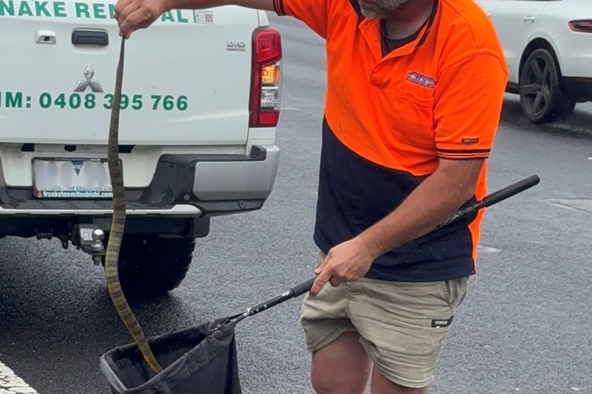 VIDEO | Shock in autostrada, donna trova serpente tigre sulle gambe mentre guida