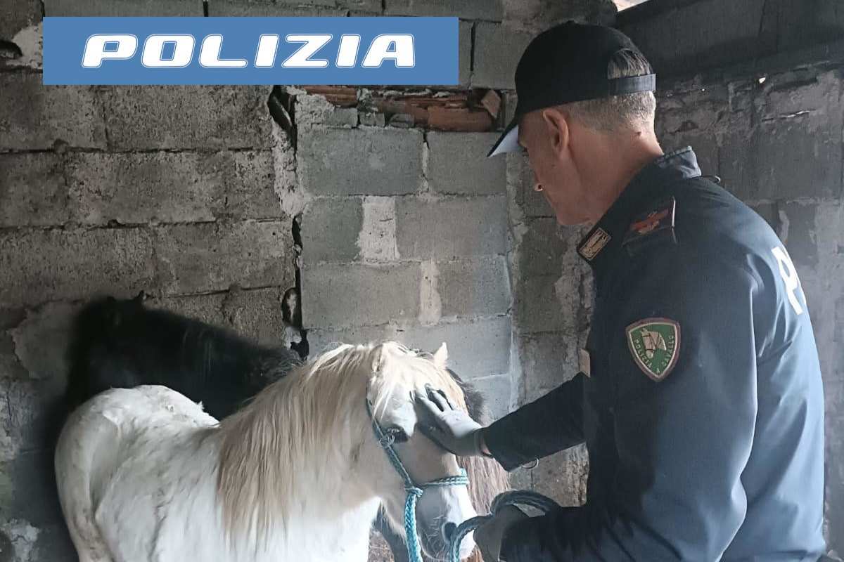 Catania, scoperta una stalla abusiva: denunciato il proprietario