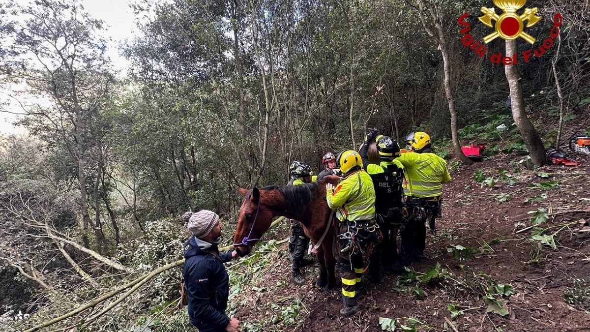 Cavallo precipita in una scarpata nel Palermitano, intervengono i pompieri