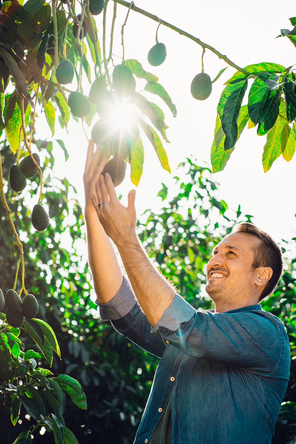 Sicilia Avocado,il frutto tropicale cresce sull’Etna e diventa superfood 2025. È uno dei cibi di tendenza degli italiani