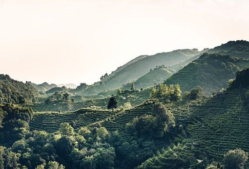 Colline Prosecco Conegliano e Valdobbiadene: +26,4% di arrivi in 5 anni Colline Prosecco Conegliano e Valdobbiadene: +26,4% di arrivi in 5 anni