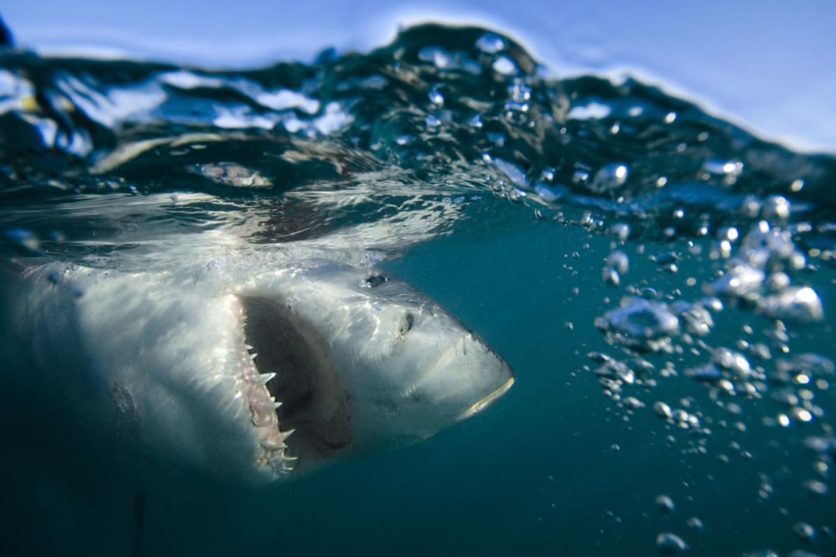Shock nell’oceano, attacco mortale di uno squalo: vittima un 40enne