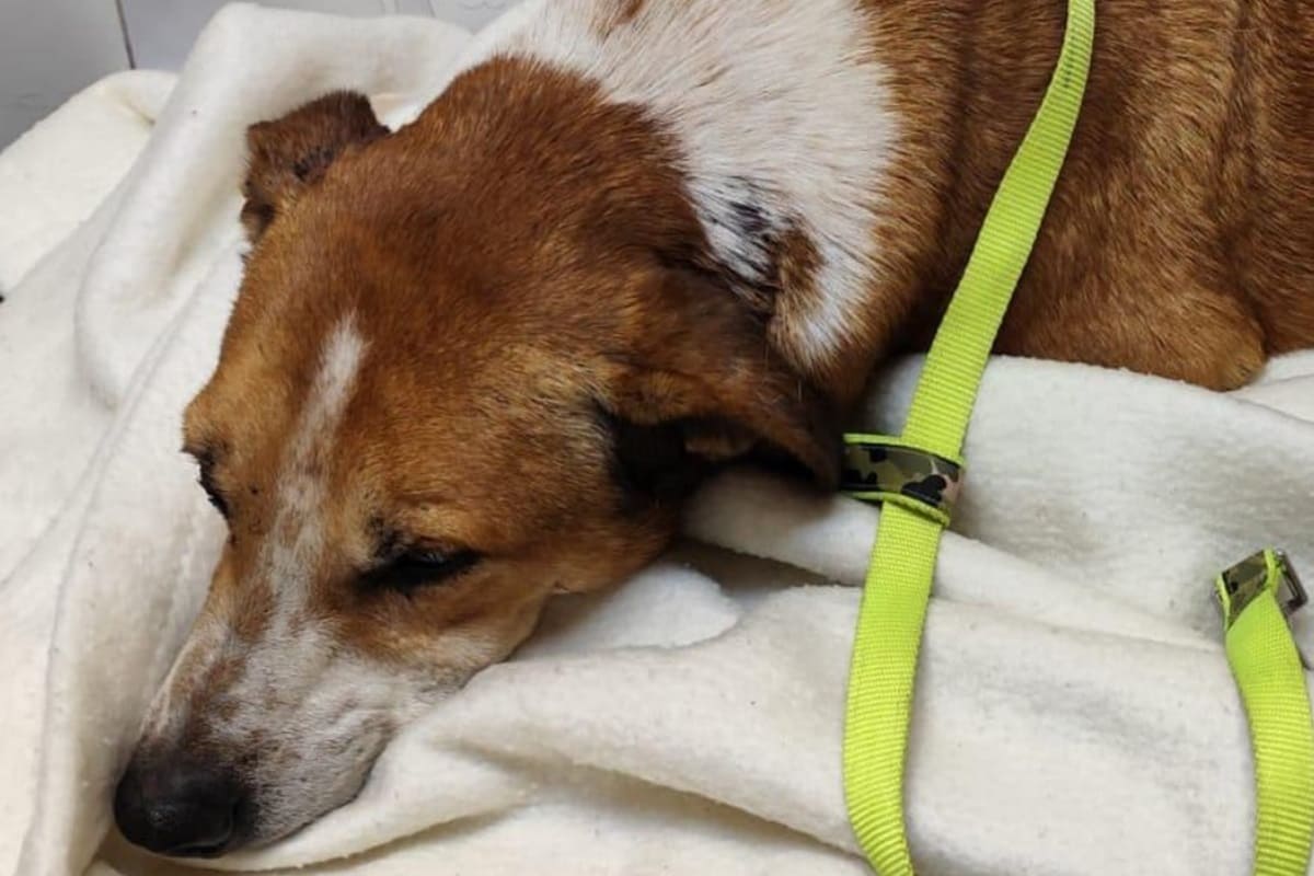 Cane aggredito e torturato con una falce, è “caccia” ai responsabili: taglia da 3mila euro