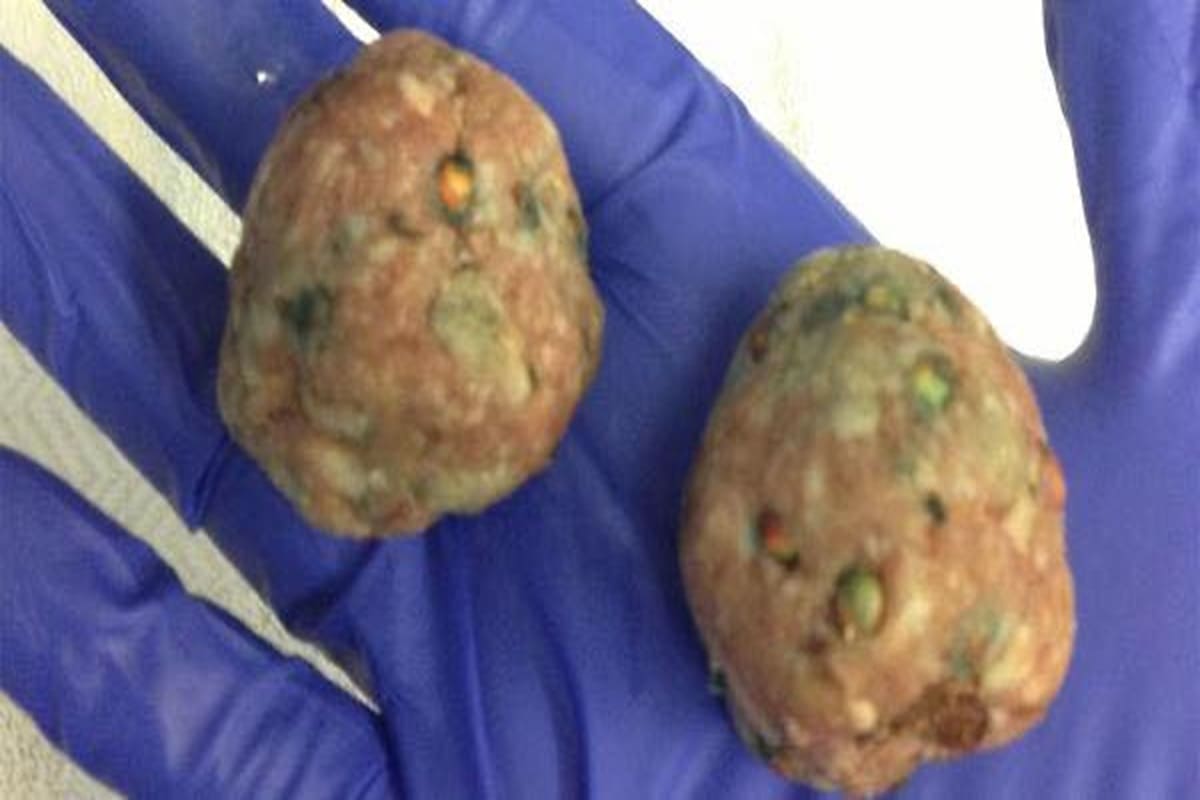 Orrore e crudeltà, 7 cani e gatti avvelenati nel giro di due giorni: la denuncia a Favara