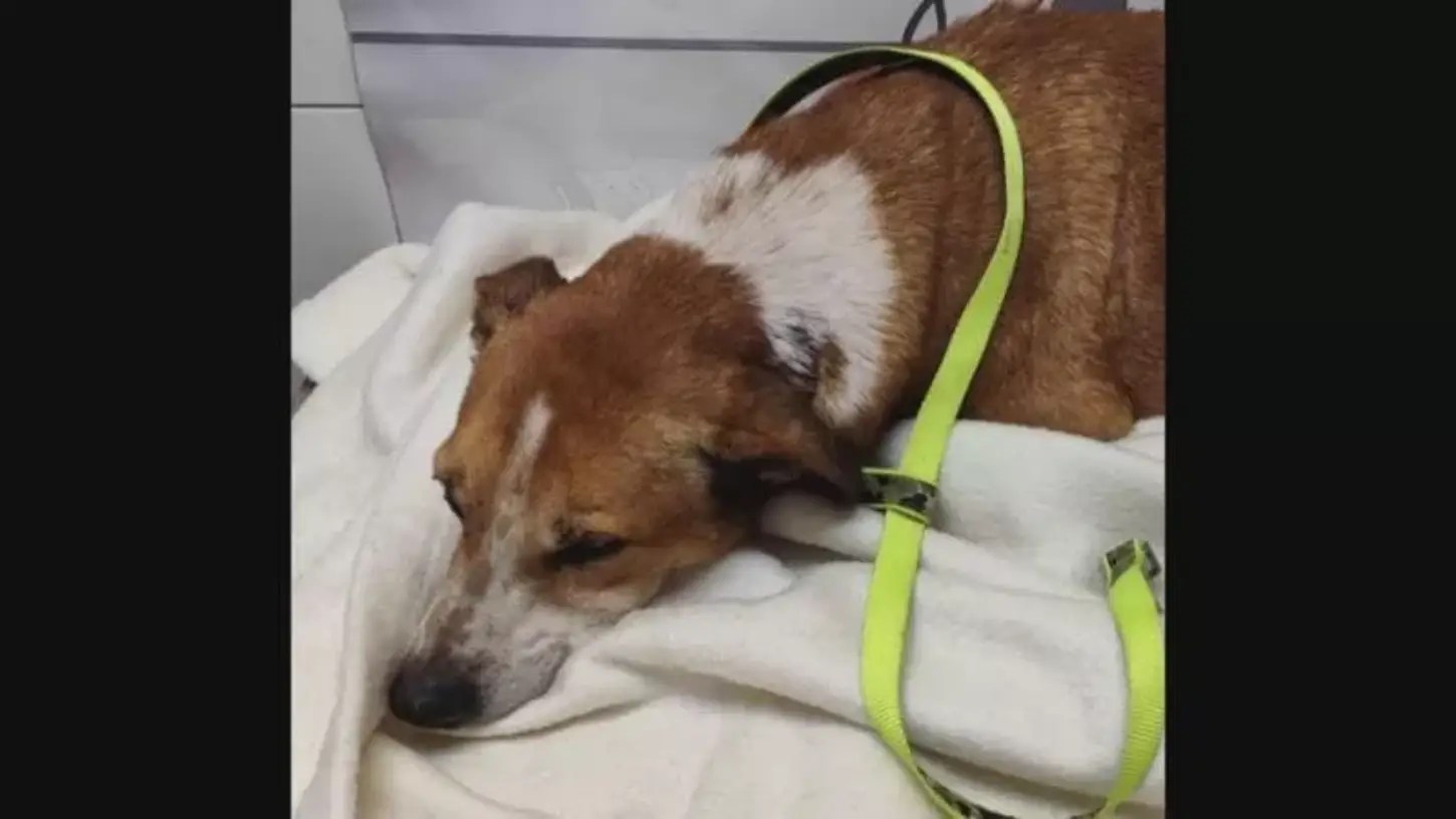 Cane aggredito e massacrato con una falce a Caltanissetta rischia di morire