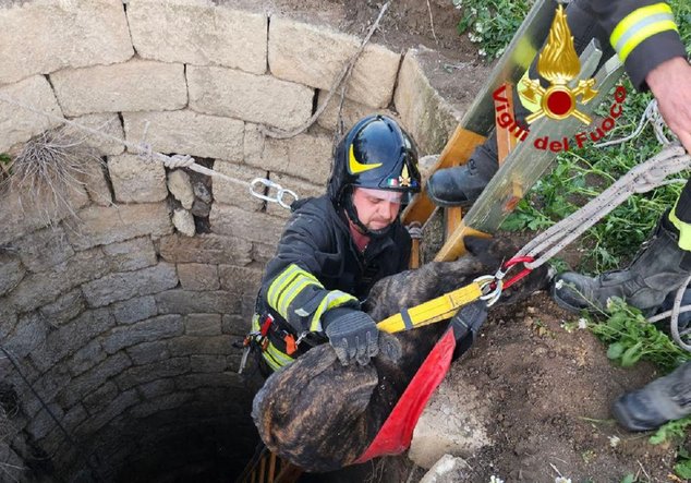 Cane di grossa taglia cade in un pozzo a Palagonia, i vigili del fuoco lo salvano