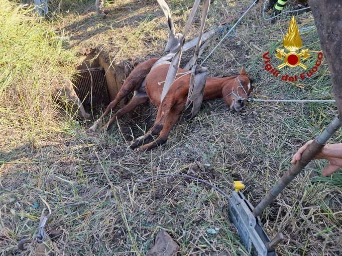 Cefalù, i vigili del fuoco salvano un povero cavallo intrappolato in un tubo di scolo
