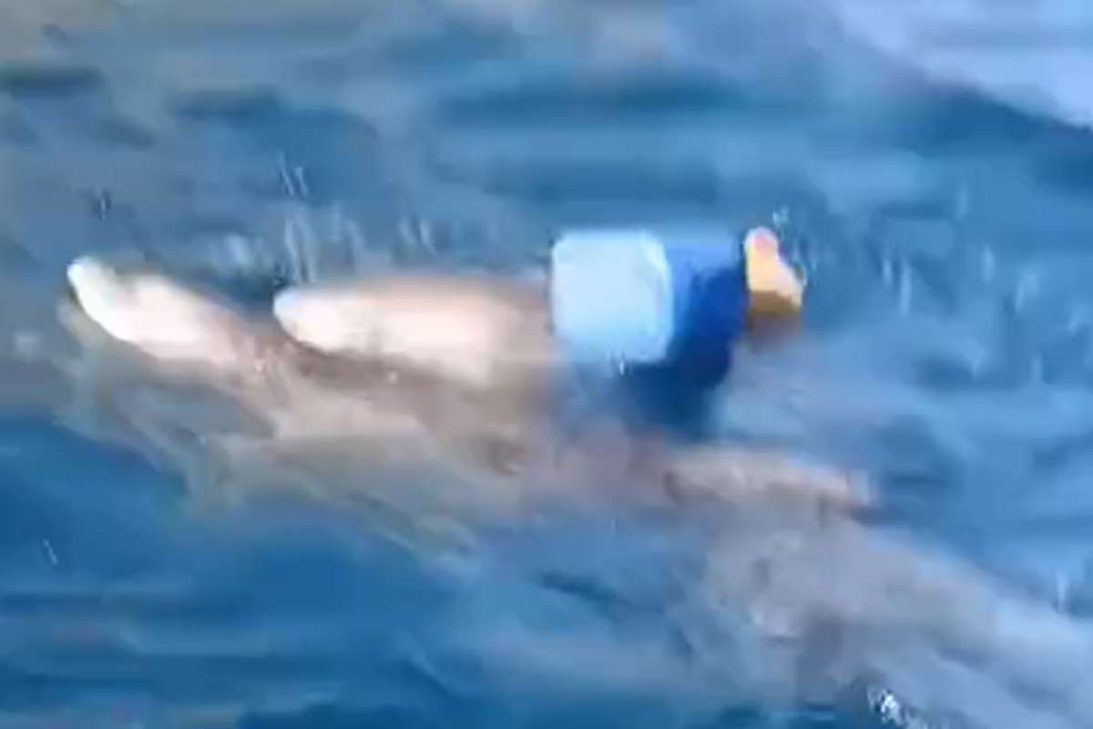 VIDEO | Trapani, cucciolo di delfino rimane intrappolato nella rete: il salvataggio
